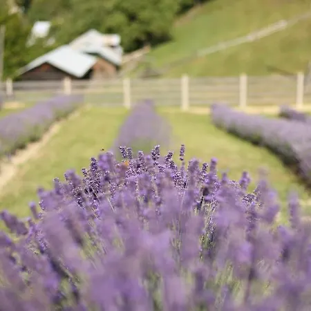 Lavender Valley Perekrestnoye Exterior photo