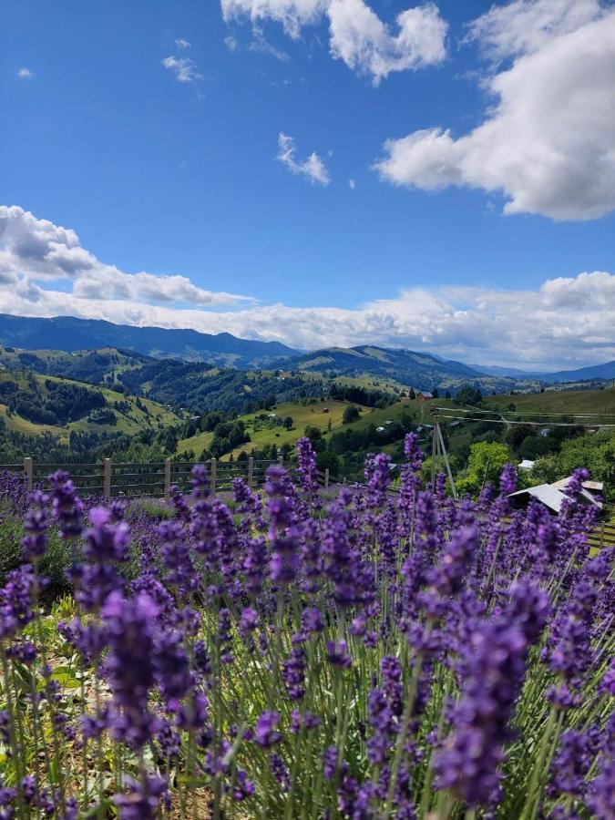 Lavender Valley Chalet *