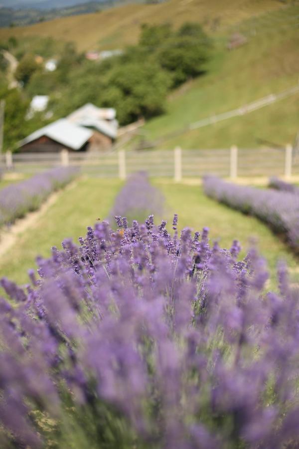Lavender Valley * Perekrestnoye