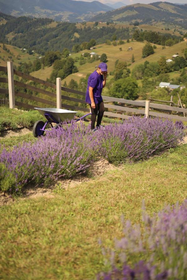 Lavender Valley