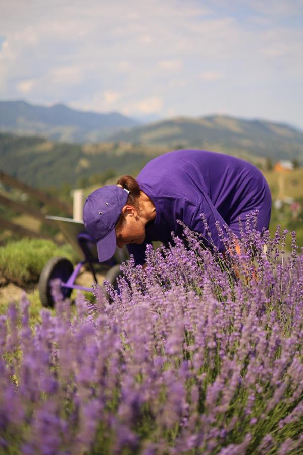 Lavender Valley Chalet Perekrestnoye
