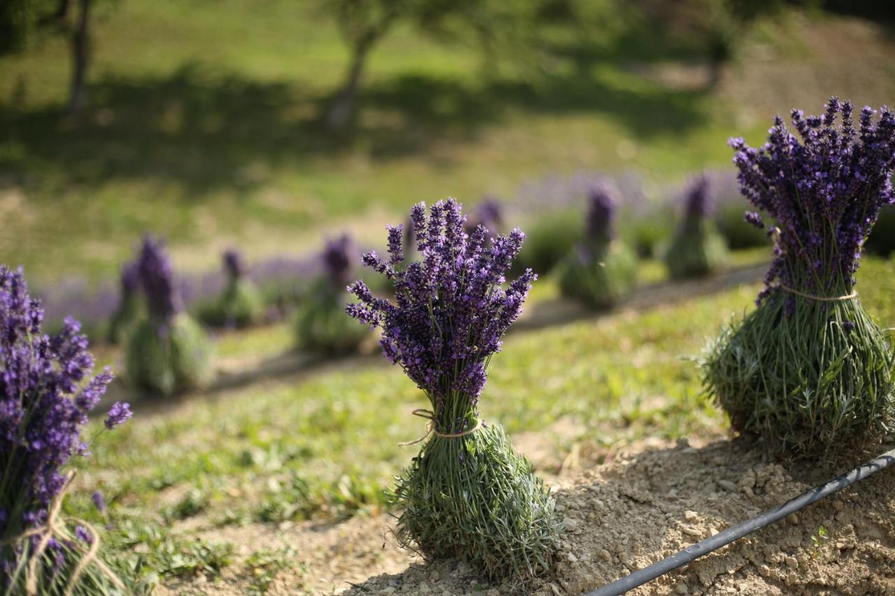 Lavender Valley Perekrestnoye